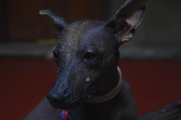 Mexican outlet black dog